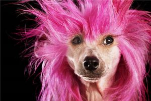 世界上最丑的犬種是什么 冠毛犬（只有頭部四肢有毛）