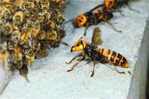 世界上最可怕的毒蜂是什么 非洲殺人蜂（毒性強可殺人）