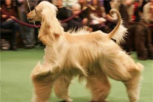 世界上最漂亮的犬种是什么 阿富汗犬（形态优雅端庄）