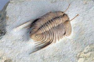世界上最早進化出眼睛的動物 三葉蟲的外形是什么樣的