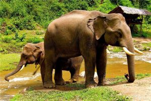 世界上最重的大象有多重 十三吨（未成年非洲象）