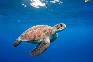 世界最長壽的動物之海龜 海龜最長能活多少年