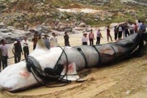 巨型哲羅鮭是不是真的，真實存在的新疆魚（15米是謠傳）
