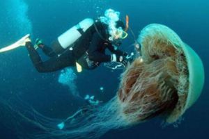 探索极地世界之北极霞水母，触手可达40余米/能发射毒素