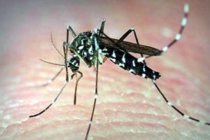 蚊子的危害，使人瘙癢難耐、擾人清夢、傳播疾病