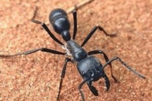 世界上最大的巨型螞蟻，非洲的矛蟻（頭尾長達4厘米）
