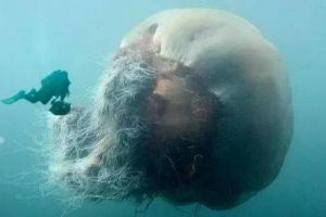 世界上最大的水母，北极霞水母（触手150根/长达40余米）