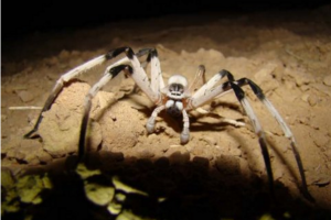 世界上最大的蜘蛛排名 食鳥蛛最大甚至可以吃鳥(30.48cm)