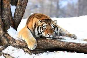 世界上體重最大的肉食性貓科動物，東北虎（重達350千克）