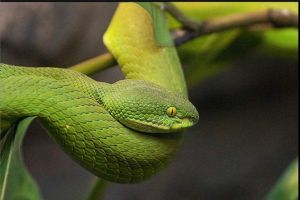 世界上年龄最大的蛇 绿茸线蛇（最长寿的至少1687岁）