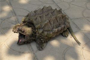 世界上最大的水龜之一 真鱷龜如何鑒別雄雌