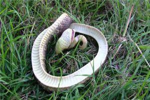 世界上最胆小的蛇是什么 猪鼻蛇（长相滑稽胆子很小）