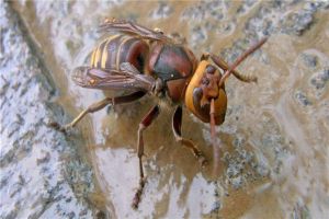 世界上最毒的毒蜂是什么 黑腹虎头蜂是什么品种