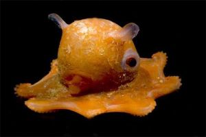 世界上最可愛的章魚是什么 烙餅章魚（攤開就像烙餅）