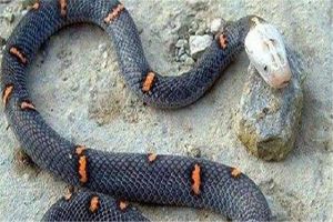 世界上最讓人頭疼的蛇 喜馬拉雅白頭蛇（相當迅猛的蛇）
