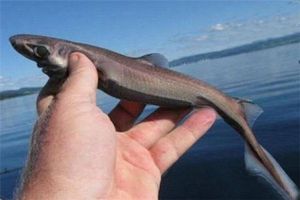 世界上最小的鯊魚品種 硬背侏儒鯊（體長僅30厘米）