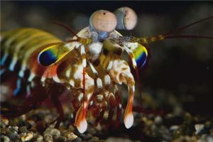 世界上最兇殘的蝦是什么 雀尾螳螂蝦（一拳錘暈其他生物）