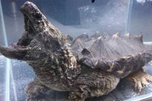 世界上最著名的鱷龜真鱷龜，身長79厘米（頭大不能縮殼）