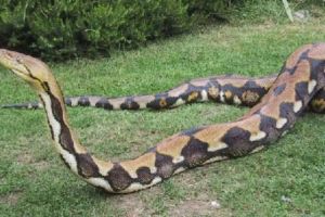 世界上最大的蟒蛇，12米的网纹蟒（四川曾发现50米巨蟒）