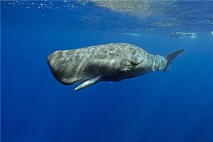 海洋里的動物誰是潛水冠軍 抹香鯨（可以下潛至海下2200米）