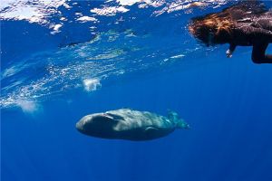 什么鯨魚能潛水六千米 任何一種鯨魚都不可以（難度太高）