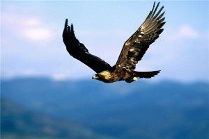 世界第一大飛禽是什么 安第斯神鷲（張開翅膀達3.2米）