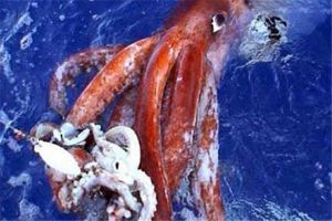 世界上最大的软体动物是什么 大王酸浆鱿（生活深海地区）