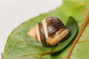 世界上最美丽的蜗牛是什么 夏威夷蜗牛（森林宝石）