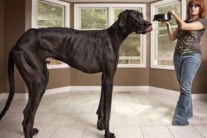 世界上最高的狗是什么 大丹狗(身高2.3米創吉尼斯紀錄)