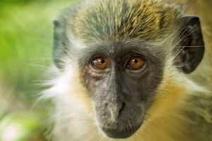 世界上五種最貴的動物排名 第一綠猴一億多 中國有一個上榜