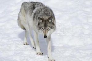 世界上最大的犬科动物 北美灰狼(战斗力强 雪原霸主)