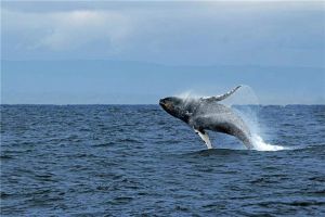 抹香鯨為什么潛水最強 抹香鯨是如何做到長時間下潛的