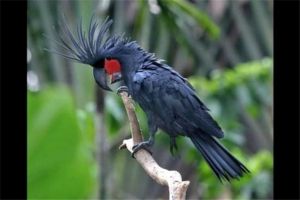 世界上最丑的鹦鹉 棕榈凤头鹦鹉（体型大外形丑陋）