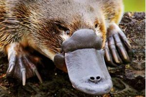 世界上最原始的哺乳动物 鸭嘴兽 (嘴巴有雷达脚上有毒针)