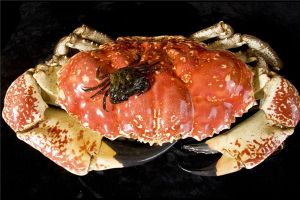 世界上最大的食用蟹 皇帝蟹（一只腳就能讓人吃飽）