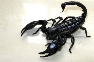 世界上最大的蝎子 帝王蝎子（個頭是普通蝎子兩倍）