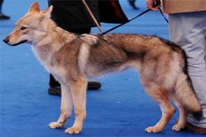 世界上最貴的狗35億 捷克狼犬（具有純正的血統和高傲地位）
