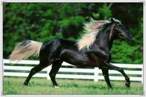 世界上最貴的十大寵物 純血馬價格昂貴最高達四億