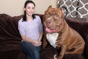世界最大斗牛犬，浩克（18月大體重160斤/會照顧小嬰兒）