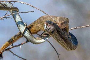 動物世界蛇的天敵有哪些 這些動物可以輕輕松松對付蛇