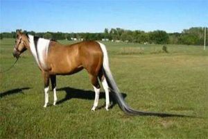 世界上尾巴最長的馬 美國的夏默（尾巴太長無法超越）