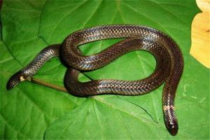 世界上長相最奇特的蛇 鈍尾兩頭蛇（看上去有兩個頭）