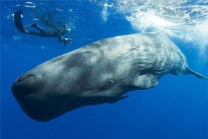 世界上真正的海洋霸主 體型比鯊魚更龐大的抹香鯨