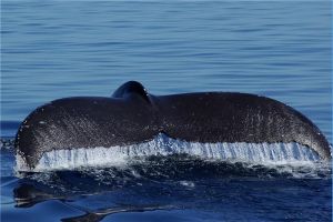 世界上最大的動物陰莖 藍鯨的陰莖（長度超1.8米）