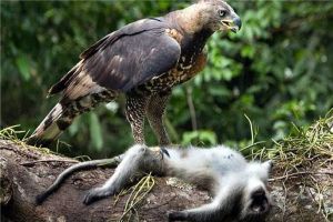 世界上最大的老鷹是什么 菲律賓食猿雕（身材龐大渾身是寶）