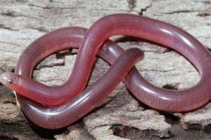世界上最短小的蛇是什么 盲蛇（大多棲息在熱帶雨林）