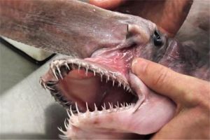 世界上最恐怖海洋動物有哪些 這些動物看了讓人頭皮發麻