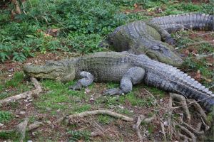 世界上最神秘的鱷魚村在哪 為何巴祖勒的村民會喜愛鱷魚