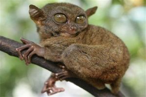 世界上最小的靈長類動物 眼鏡猴（身體巴掌大眼睛超大）