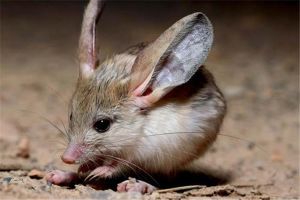 世界上最小的跳鼠是什么 三趾心顱跳鼠（身材迷你）